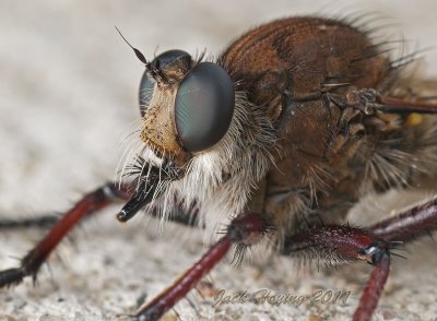 Robber Fly - red-footed cannibal fly, Promachus Hinei