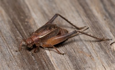 Small Brown Cricket