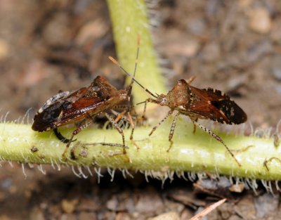 Brown Marmorated Stink Bugs