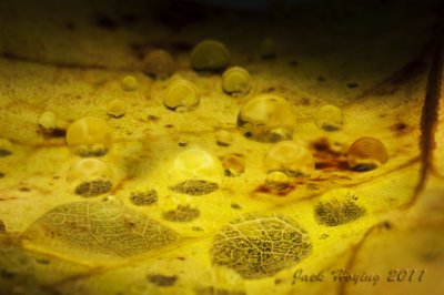 Raindrops on Leaf