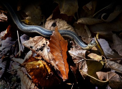 A curious Garter Snake