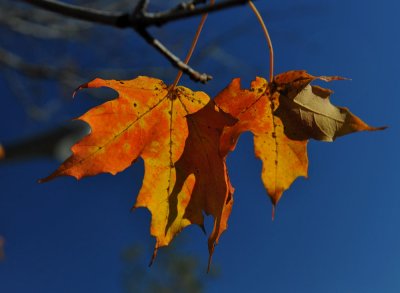 Maple Leaves