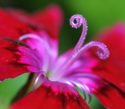 Last Dianthus bloom of the year?