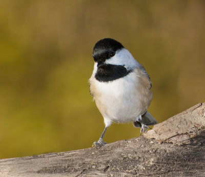 Chickadee