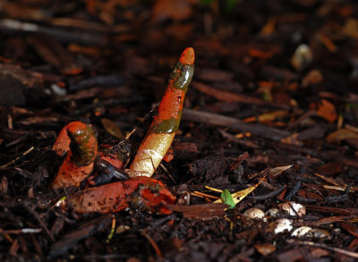 Phallales  (Stink Horns)