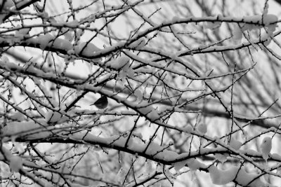 Lone Junko in the snow covered branches