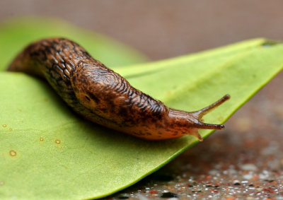 A slug that has survived the Winter, so far