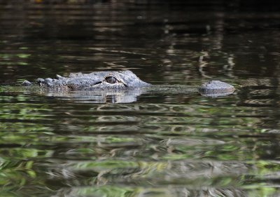 Up close to an alligator!