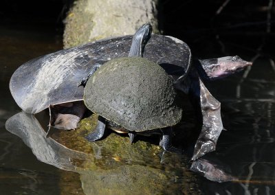Huge soft shell turtle with friend