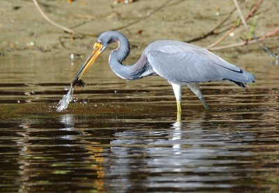 Tri Colored Heron with catch