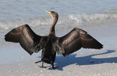 Cormorant sunning itself on a beautiful New Years Day in Ft. Myers Beach, Florida