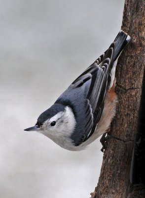 White Breasted Nuthatch on a cold, snowy day in Ohio
