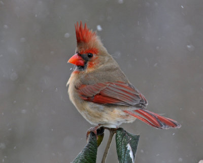 Female Cardinal