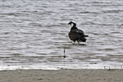 An Osprey in the tide