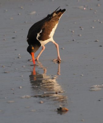American Oystercatcher hunting for food