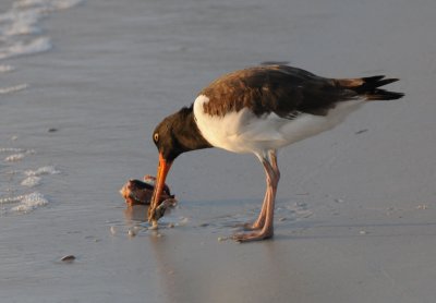 American Oystercatcher with a conch