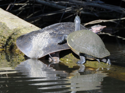 Large Softshell Turtle and painted turtle