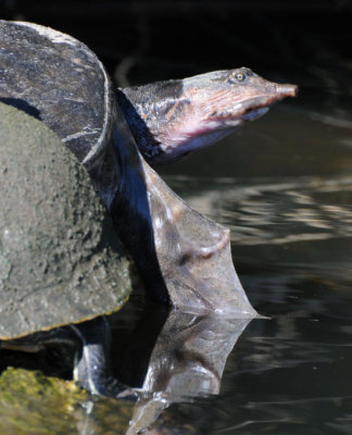 Head and front claw detail of Softshell Turtle