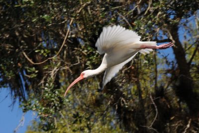 Ibis taking flight