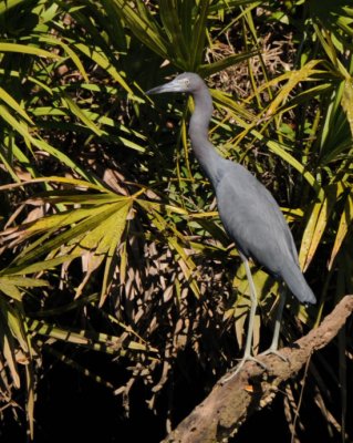 Little Blue Heron