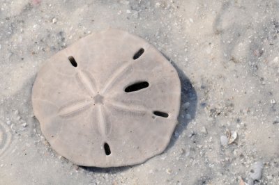 Sand Dollar