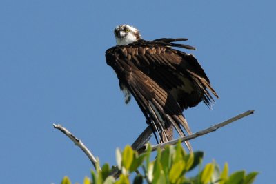 Osprey on a high branch