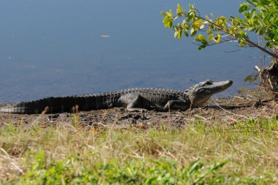 Sunning Aligator