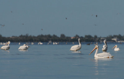 American White Pelican