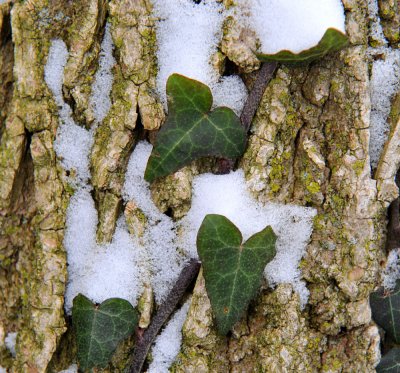 Snow on the English Ivy