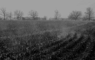 Winter Fog in the Corn Field