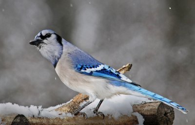 Blue Jay curious about the flash units