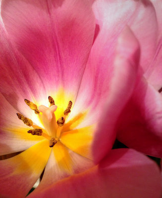 Indoor Tulip Bloom