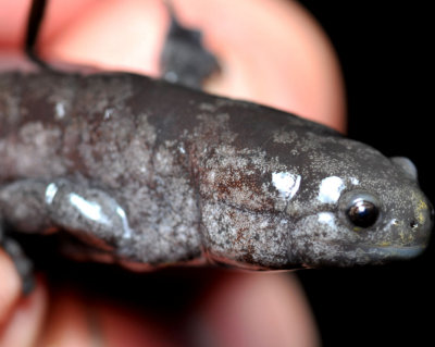 Salamander in the hand