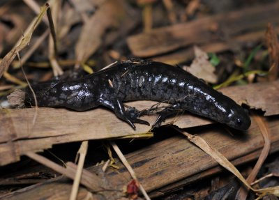 Salamander heading for the pool