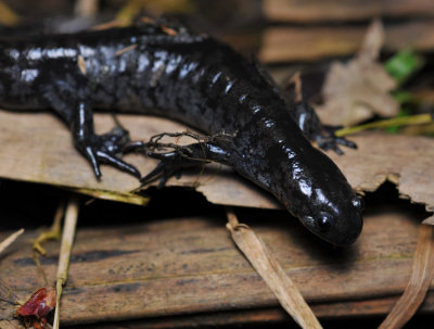 Salamander heading for the pool