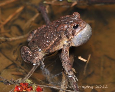 Toad calling for a lover
