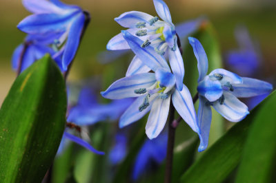 BLUE LILY SCILLA (tiny flowers)