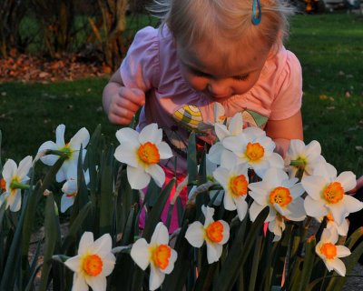 Grace enjoying the Daffodils Narcissus Sentinel