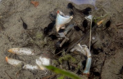 Tadpoles taking shelter around crawfish remains.