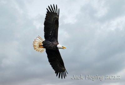 Grand Lake St. Marys Eagle