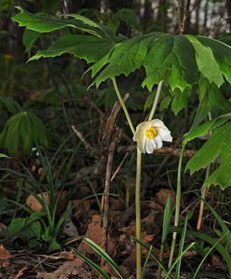 Mayapple (Toad Umbrella) Bloom