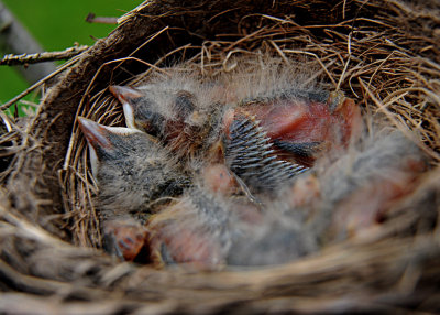 Young Robins