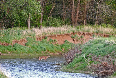 Young Whitetail Deer crossing Loramie Creek