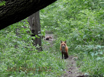 Red Fox with two Cubs