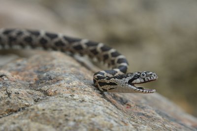 Young Black Rat Snake