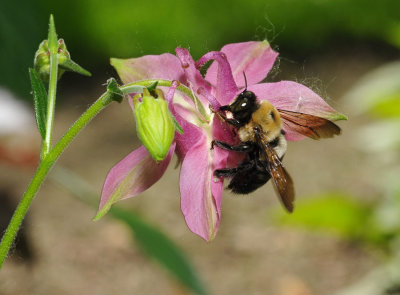 Bee on the Columbine (gathering pollen through the side of the bloom, ranther than from the front)