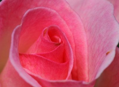 Rose Detail