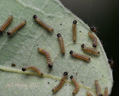 Hickory Tussock moth caterpillar close-up (June 03)