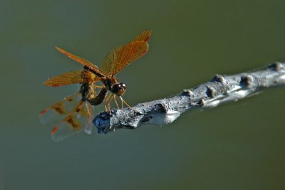 dragonflys3.jpg