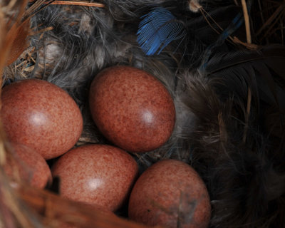 Wren Eggs